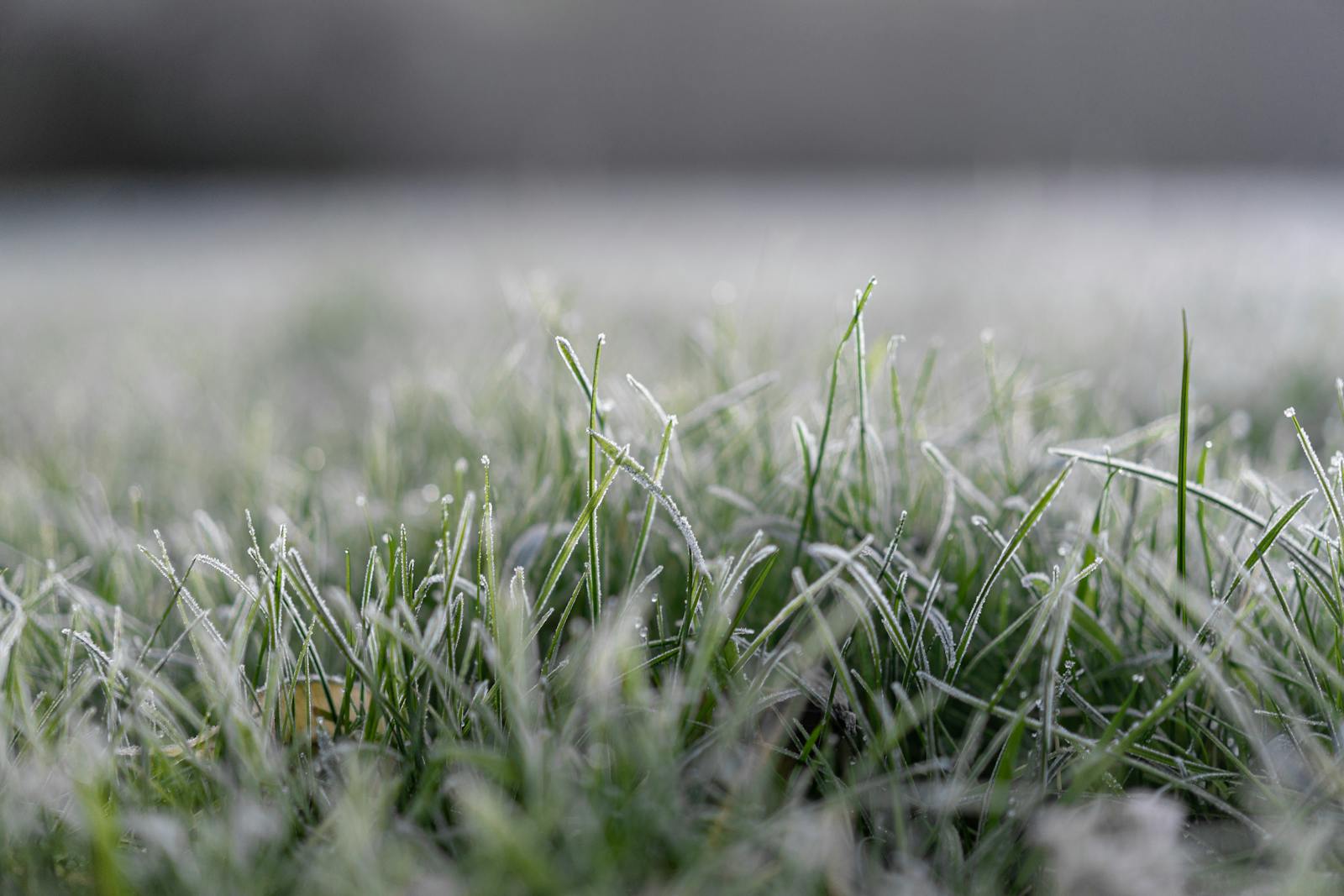 Why Winter Lawn Care Still Matters in North Carolina