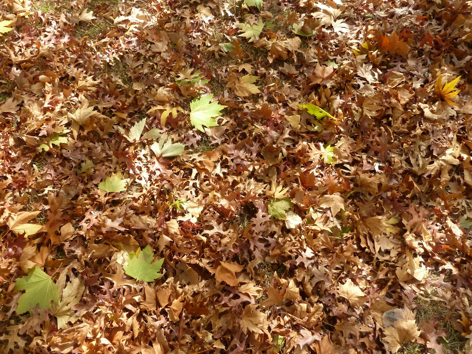 Why Leaf Cleanup Is Essential for a Healthy Lawn in Fall