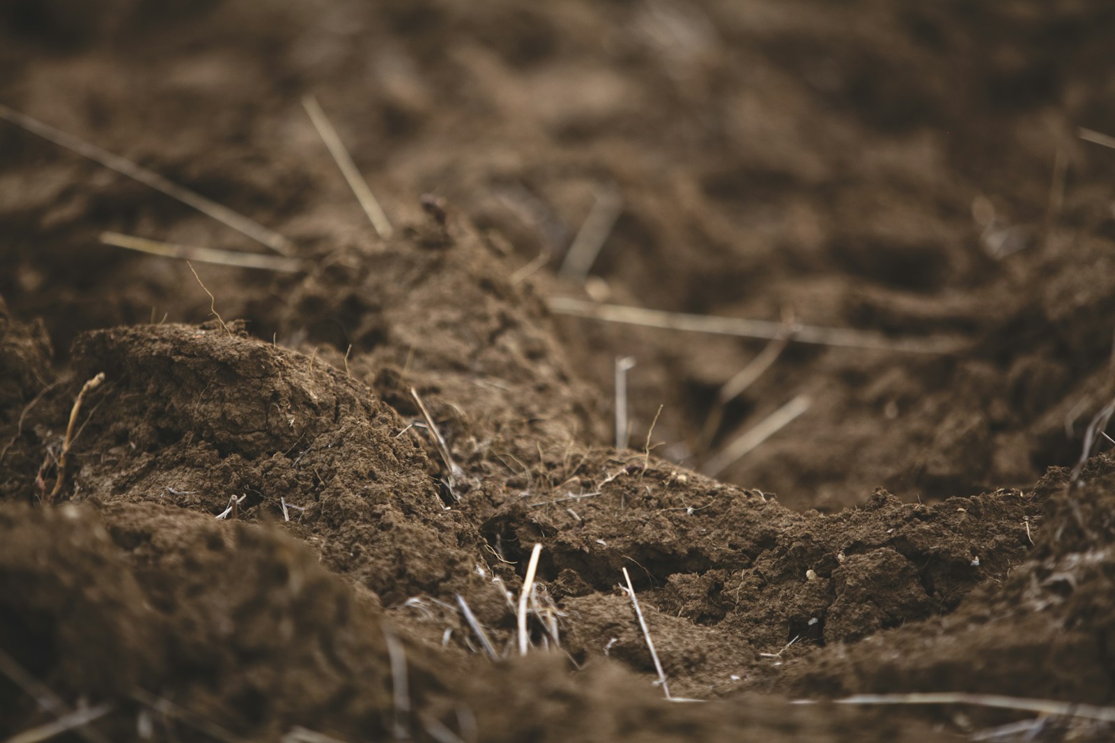 Why Soil Health Matters in Every Landscape Project