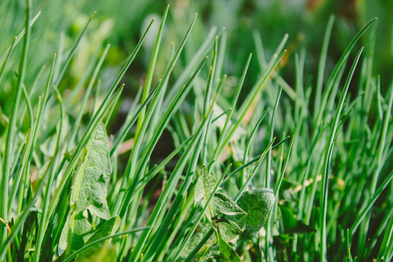 Why Weed Control Is Essential for a Healthy Lawn