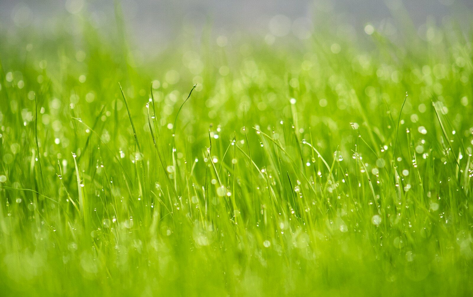 How Proper Lawn Fertilization Helps Create a Greener, Healthier Yard